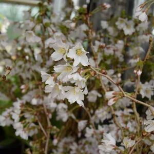 Prunus incisa 'Kojo-no-mai' 80-100 cm